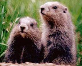 地鼠吃瓜吗,揭秘它们是否吃瓜