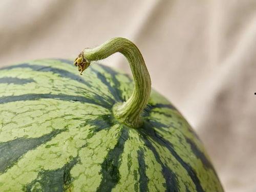 上海吃瓜开一下,探寻沪上美食文化的独特魅力