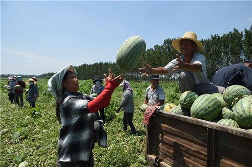 雄安小区吃瓜,吃瓜群众见证的社区变迁记