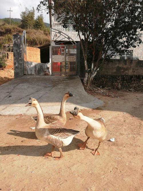 鹅吃瓜么,揭秘鹅的饮食习惯与瓜类的关系