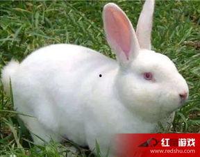 兔子为什么吃瓜