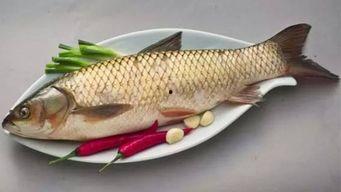 鱼吃哈密瓜,揭秘鱼儿与哈密瓜的奇妙邂逅