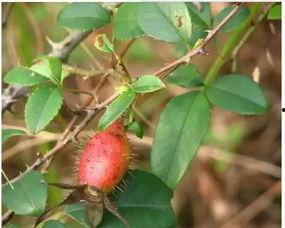 乙醇子吃瓜视频,揭秘娱乐圈幕后故事