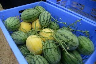 大型吃瓜群,揭秘娱乐圈幕后风云