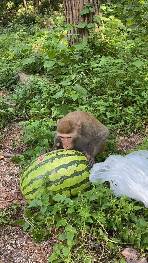 瓜哥吃瓜路障,揭秘网络热议背后的真相与笑料