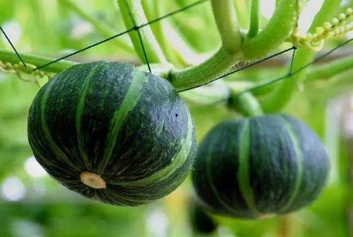 免斯基吃瓜,揭秘娱乐圈幕后故事