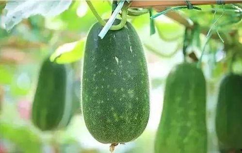 种子可以吃的瓜,盘点那些可食用的种子瓜类