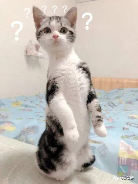 猫吃瓜的做法,猫吃瓜新潮流