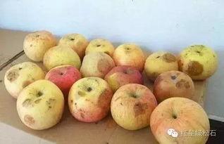 吃羊角瓜头晕吐了,头晕呕吐的意外插曲