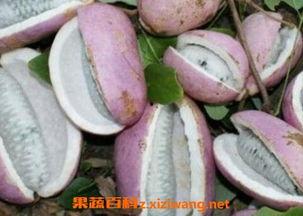 八月瓜怎么吃的,解锁夏日美味新体验