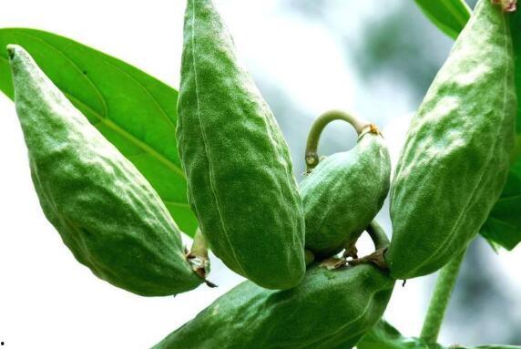 月牛吃瓜,揭秘网络热梗背后的趣味与思考