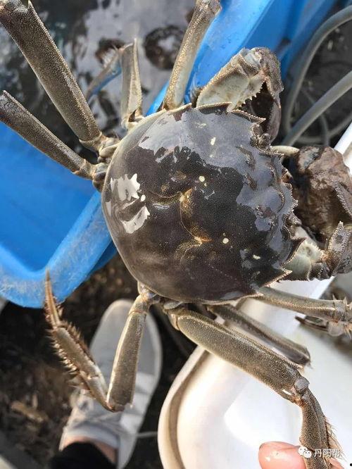 带你吃瓜之螃蟹,揭秘螃蟹背后的那些事