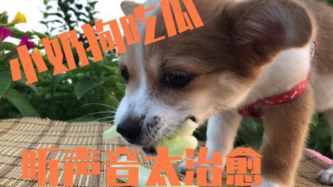 狗可以吃瓜么,瓜类水果，狗狗可以吃吗？