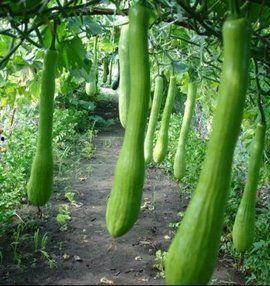 可以砍吃的瓜,盘点那些可砍可食的瓜果美味