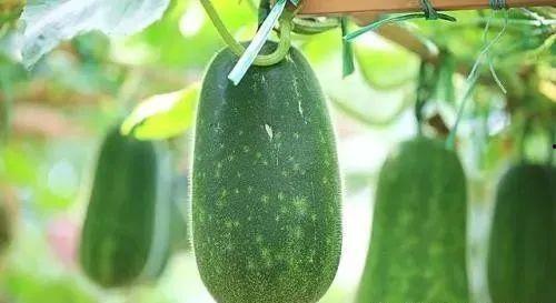 中医学吃瓜,中医视角下的夏日清凉之道