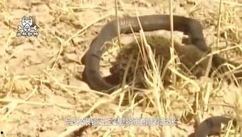 刺猬吃瓜群众,刺猬视角下的瓜田众生相