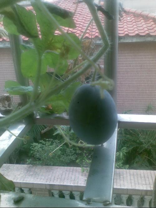 阳店吃瓜,夏日消暑新宠