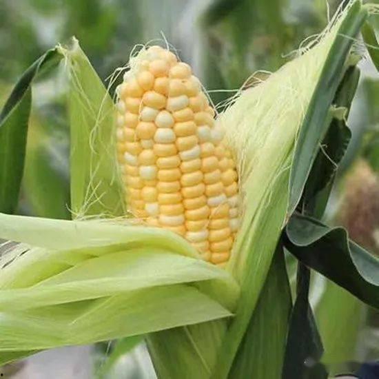 玉米棒吃瓜,一场味蕾的盛宴