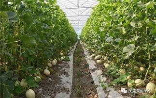 吃瓜群众单位福利,吃瓜群众喜提单位福利盛宴