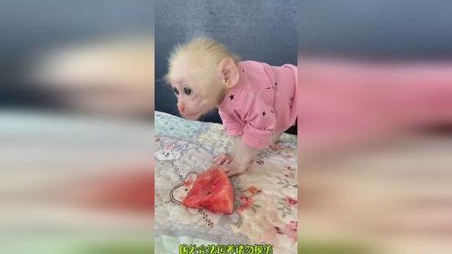 搞笑猴子吃瓜视频