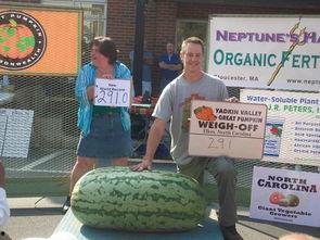 吃瓜群众变劫匪,从围观者到劫匪的惊险蜕变