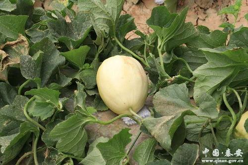 脆瓜连皮吃么,营养与口感的双重享受