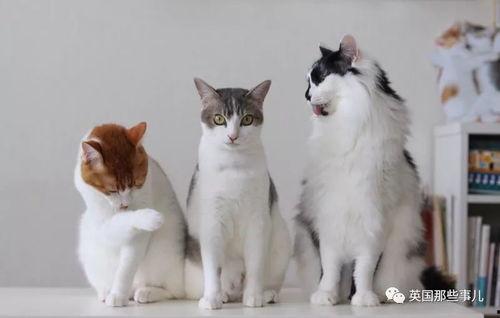 猫吃大瓜,揭秘猫吃大瓜的趣味瞬间