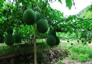 经常吃吊瓜,家常美味，养生必备