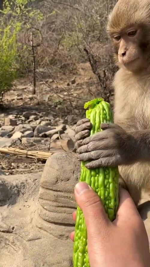 吃瓜猴子音,揭秘网络热梗背后的趣味与智慧